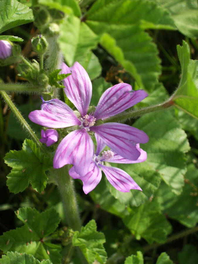 Geranium, no Malva sylvestris